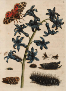 330px-Garden_Tiger_Moth_Maria_Sibylla_Merian