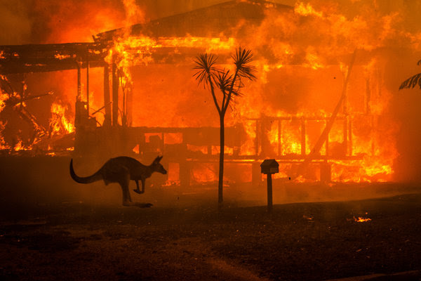 kangaroo fire